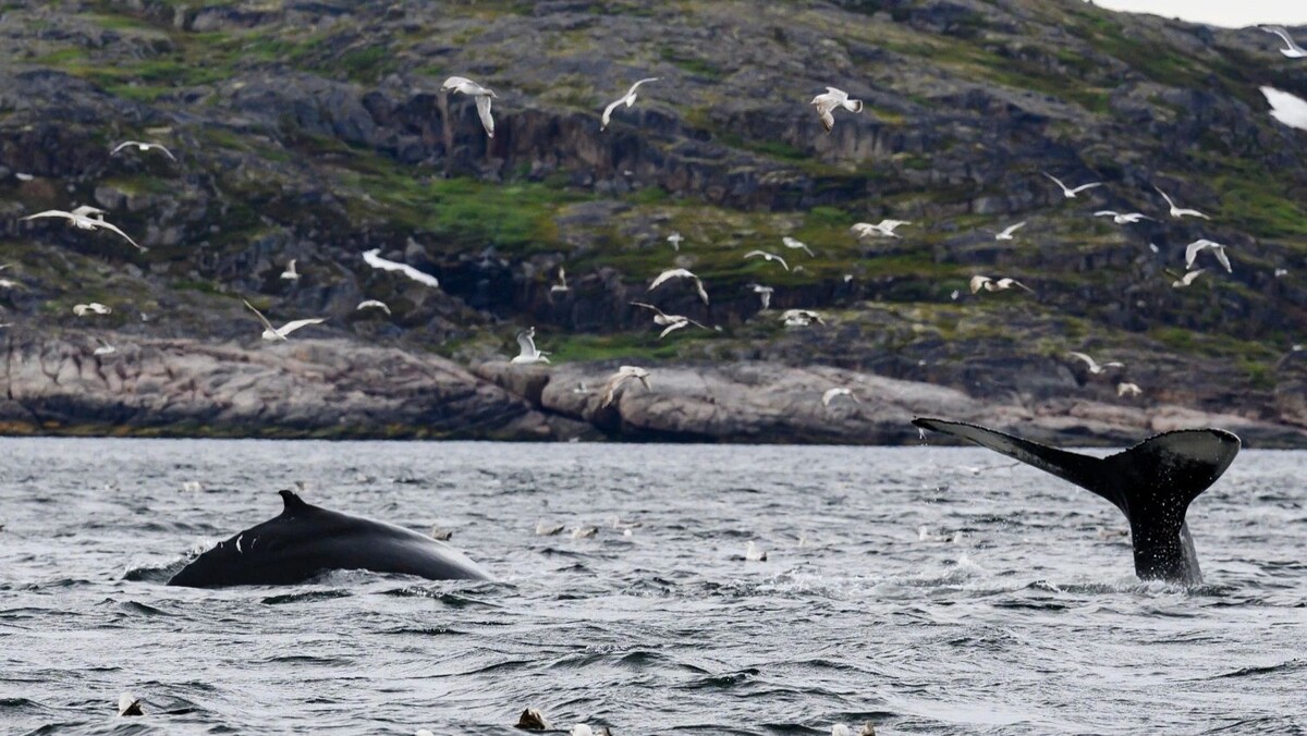 Любопытный тюлень покорил Териберку