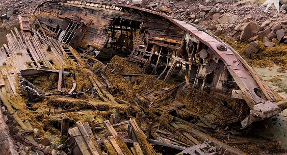 Любопытный тюлень покорил Териберку