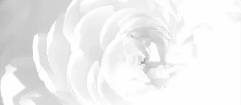 Pantone объявил цвет 2026 года: «Танцующее облако»