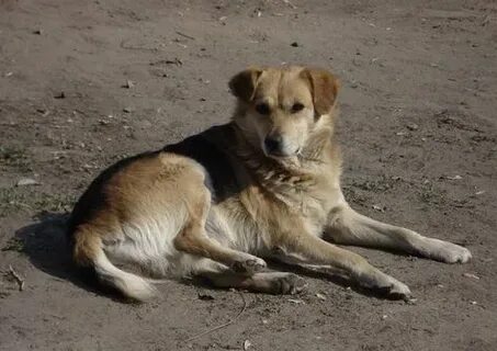 Южная Корея запретила собачью мясную индустрию