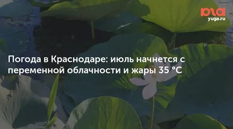 Погода в Краснодаре: заморозки и ветер перед дождями