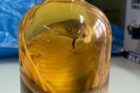 В Барнауле изъяли змеиное вино с редкой коброй