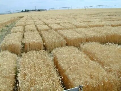 Иорданец осужден в России за нелегальную миграцию