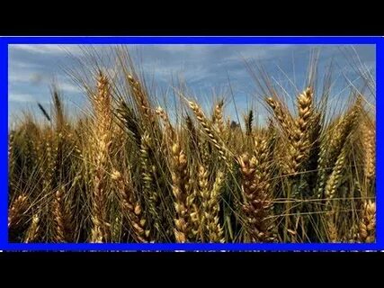 Иорданец осужден в России за нелегальную миграцию