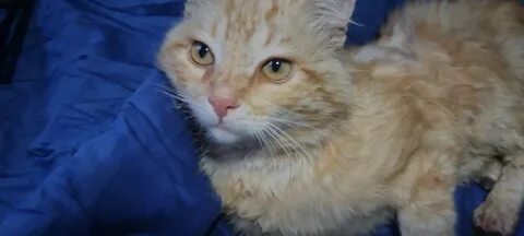 Трагедия приюта «Забытые сердца»: сотни мертвых животных