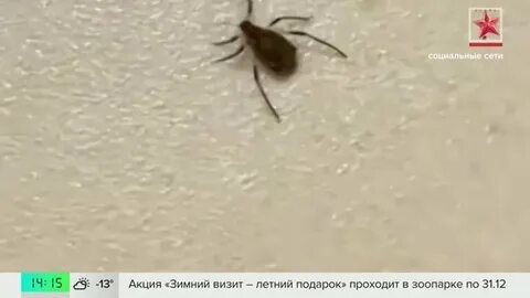 Экологи развеяли миф о клещах на елках