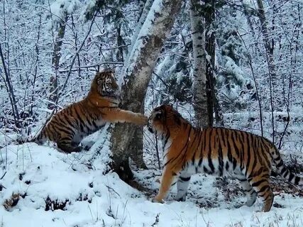 амурские тигрята в снегу приморье