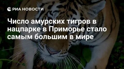 В Приморье спасли осиротевших тигрят: двое погибли от холода при трагических обстоятельствах