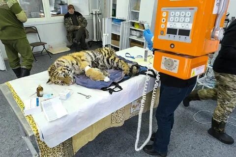 спасение тигрят приморье центр реабилитации