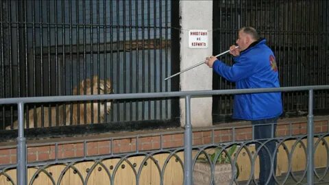 реабилитация львов в зоопарке