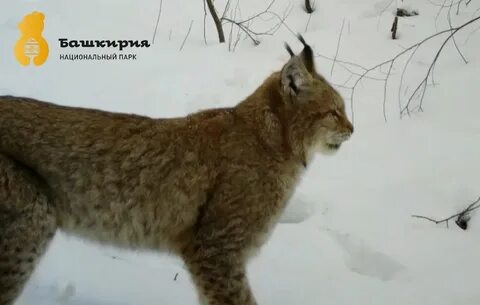 рысь в лесу Башкирии