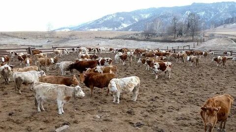 сельское хозяйство Алтайский край