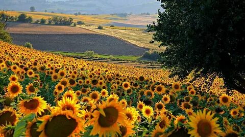 Отечественные семена закрыли 70% потребностей агросектора