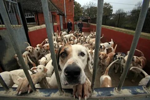 В России вводят обязательную регистрацию домашних животных: микрочипы и база Россельхознадзора