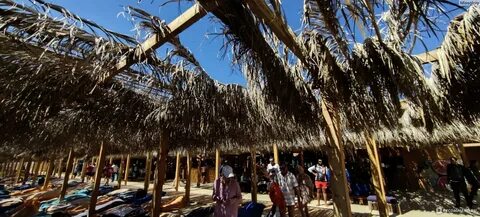 Российские туристы снимают акулу на видео вместо бегства: пляжи Хургады закрыты из-за хищницы