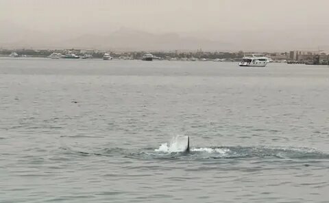 акула у берегов Хургады