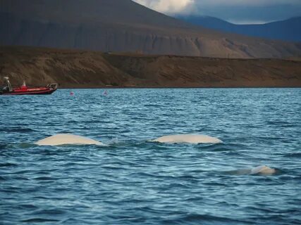 белухи в Бристольском заливе Аляски