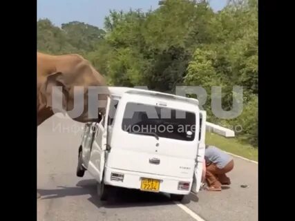 слон атакует автомобиль Шри-Ланка