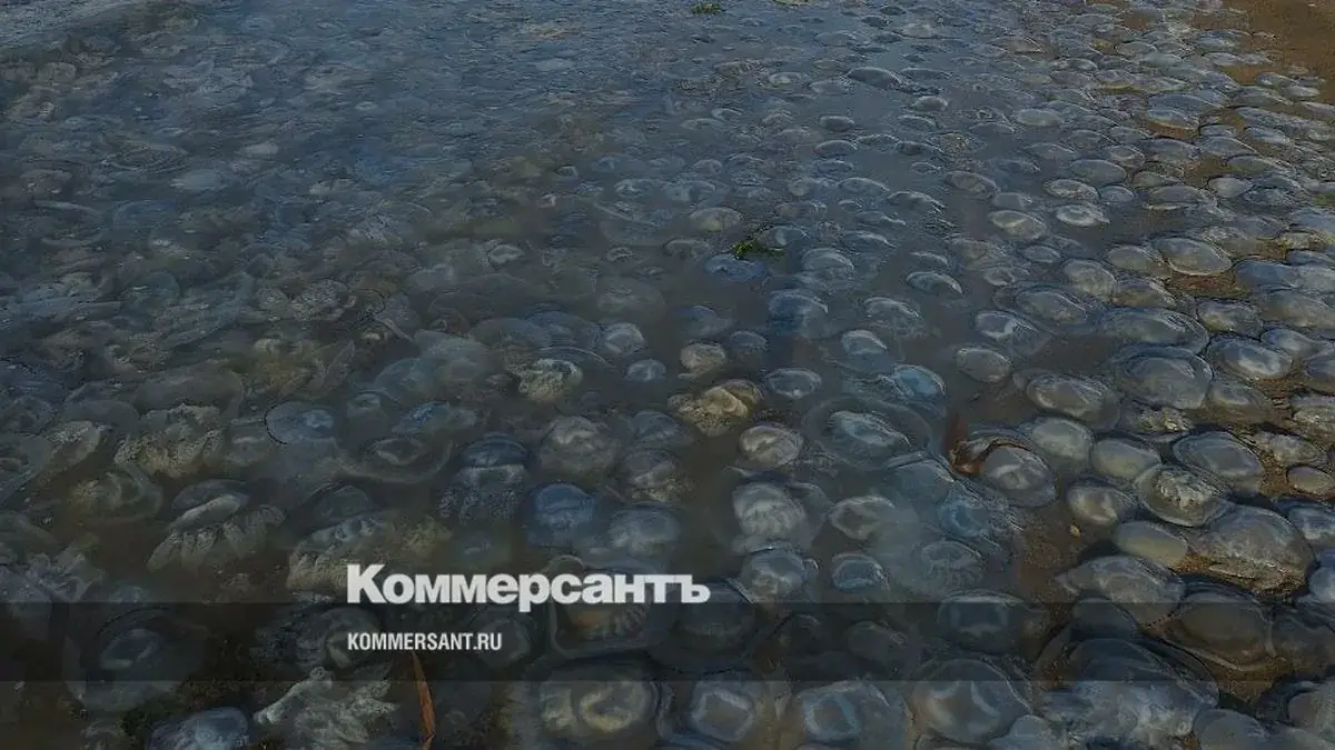 медузы в азовском море