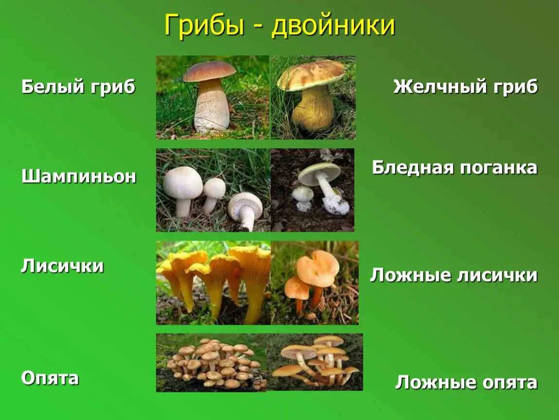 смертельно опасные грибы двойники фото коллаж