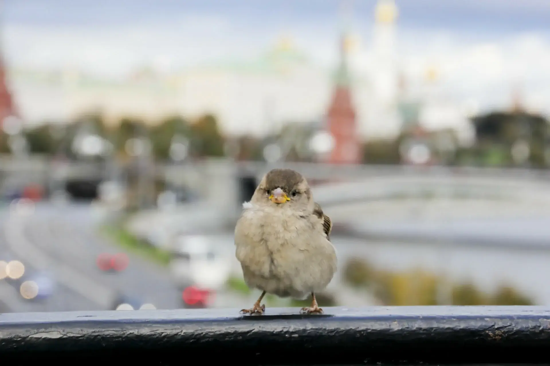 воробьи в городе