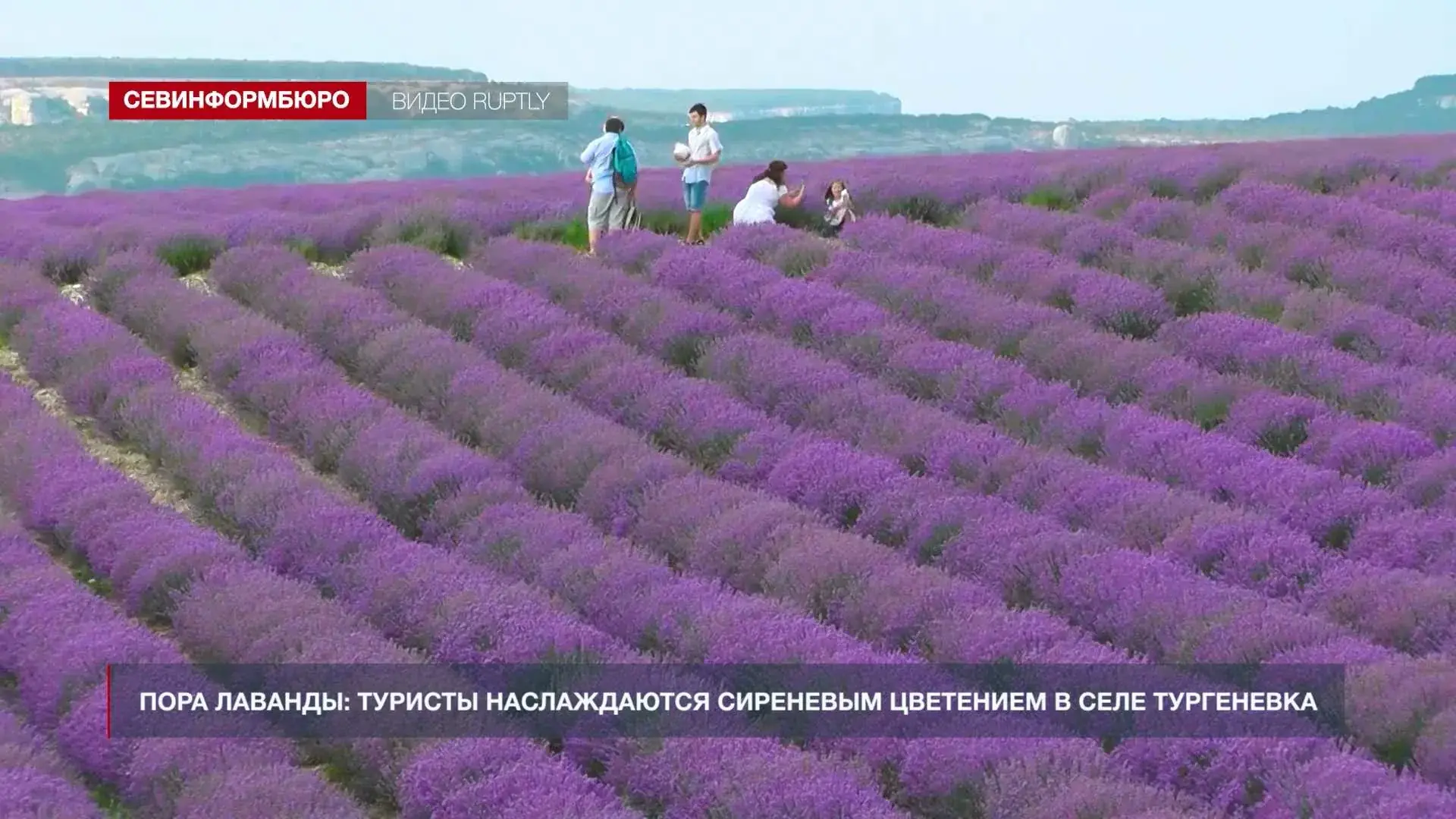 лавандовые поля Крым цветение июль туристы фото