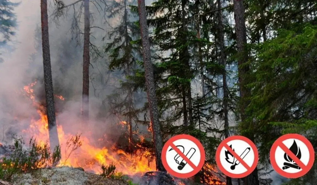 пожарная опасность лес Поморья warning