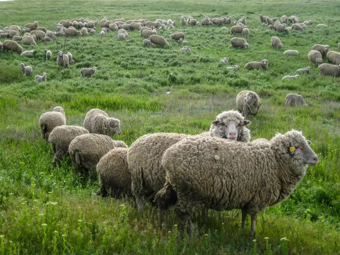 пастбища Калмыкия