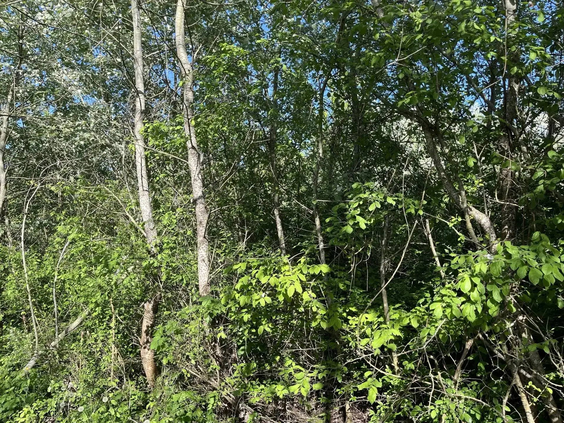 Одинцово Ромашково лесополоса поиск