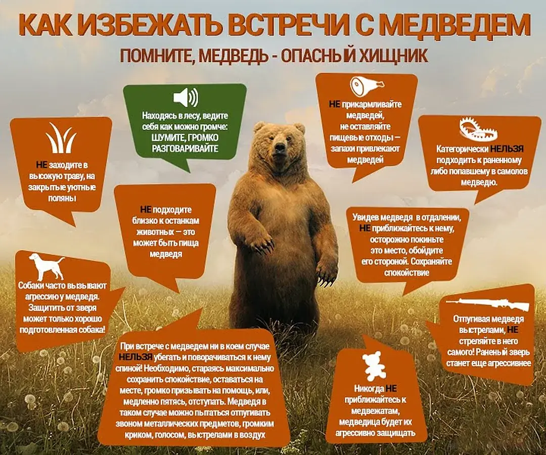 встреча с медведем правила безопасности