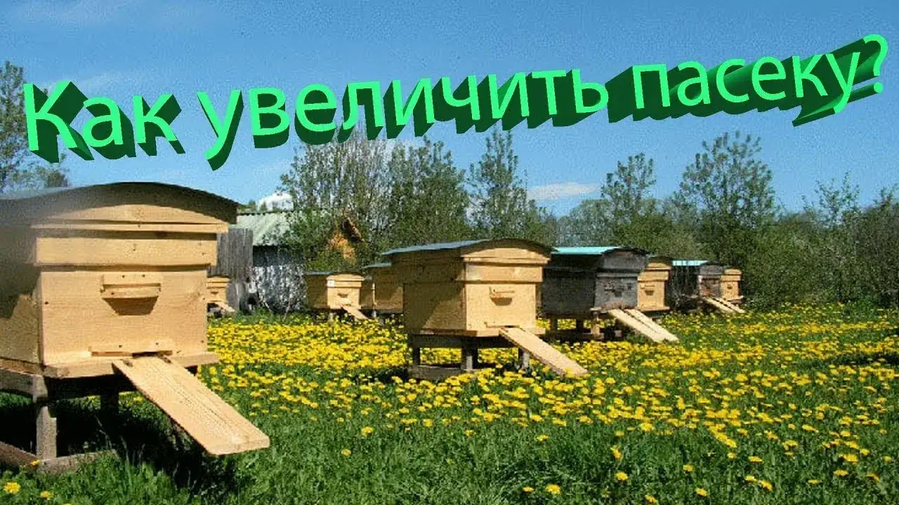 пасека пчелы ульи Куйтунский район