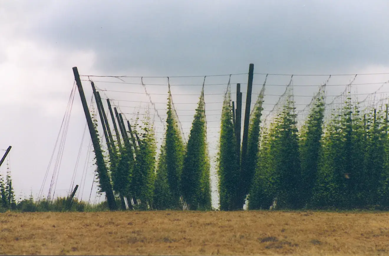 hop cultivation Chuvashia 2026