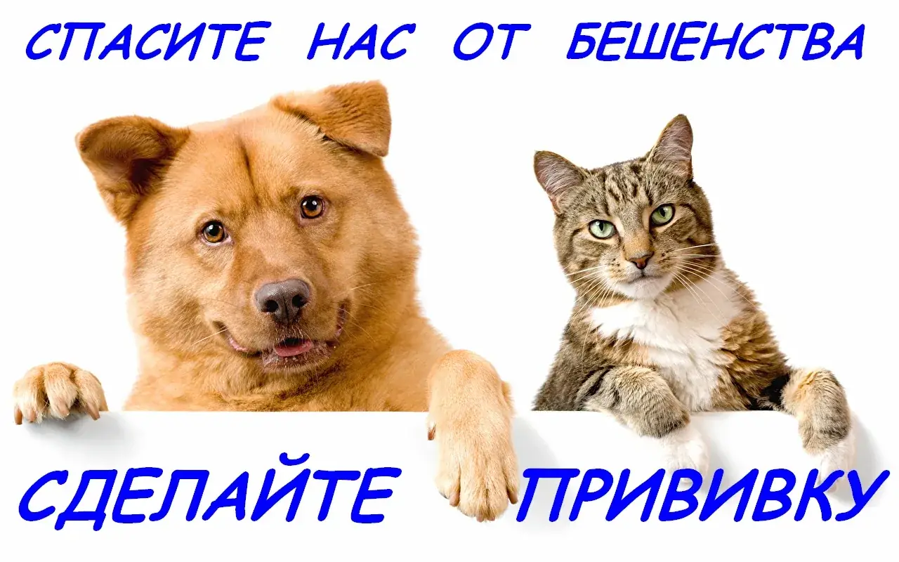 47 сбитых дронов и лимит 40 литров: срочная инструкция для водителей и владельцев животных в Воронежской области