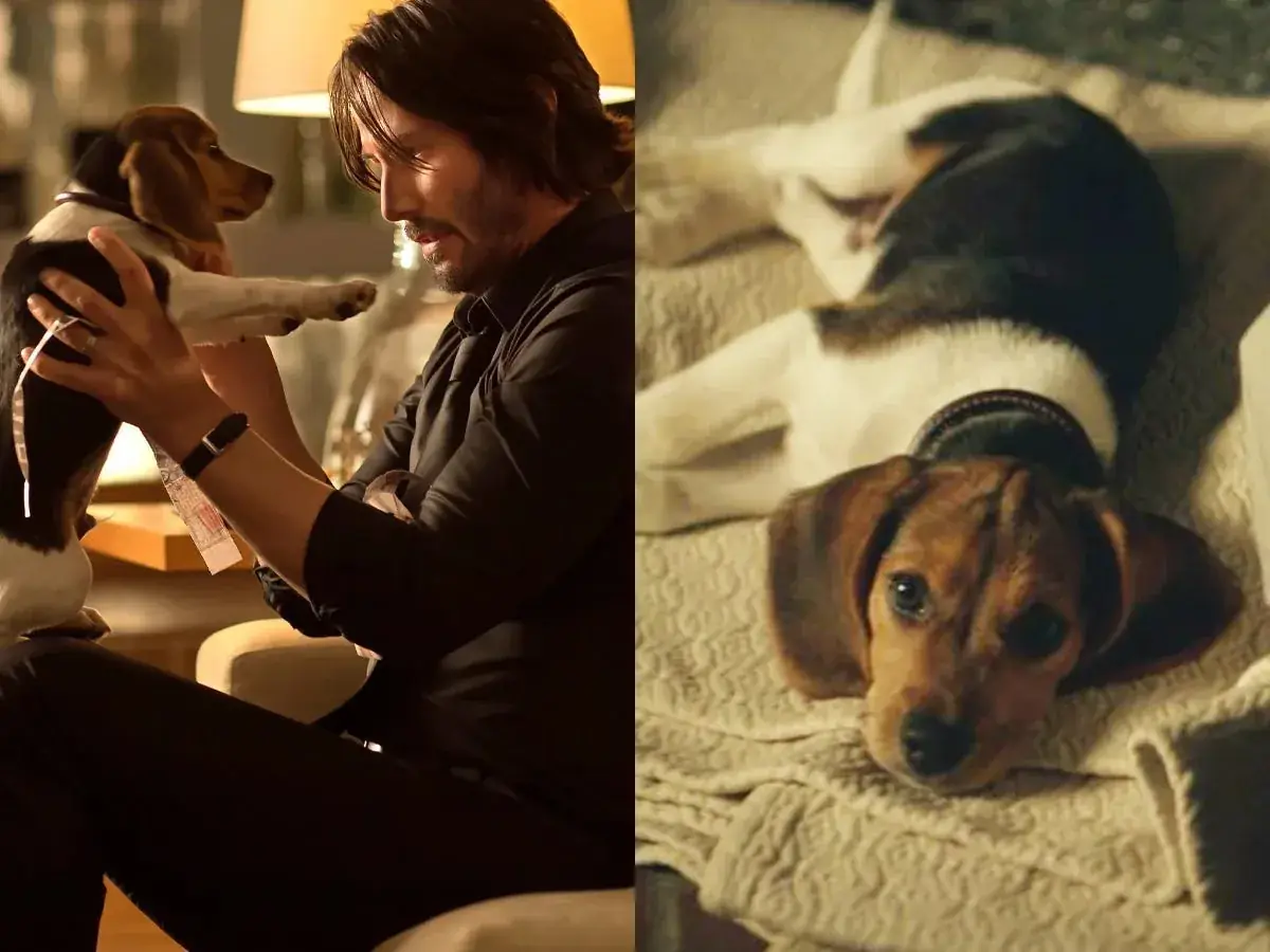 John Wick puppy scene Daisy beagle