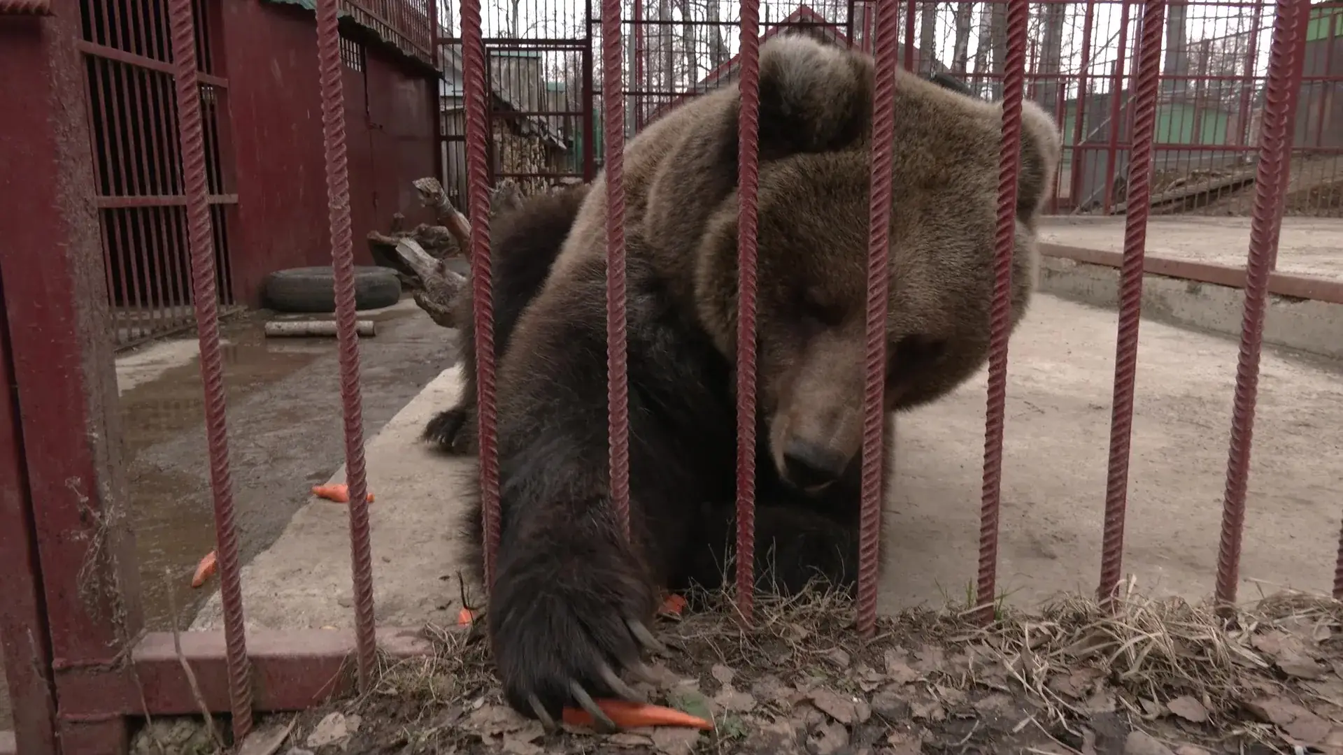медвежонок Медведевский район Марий Эл