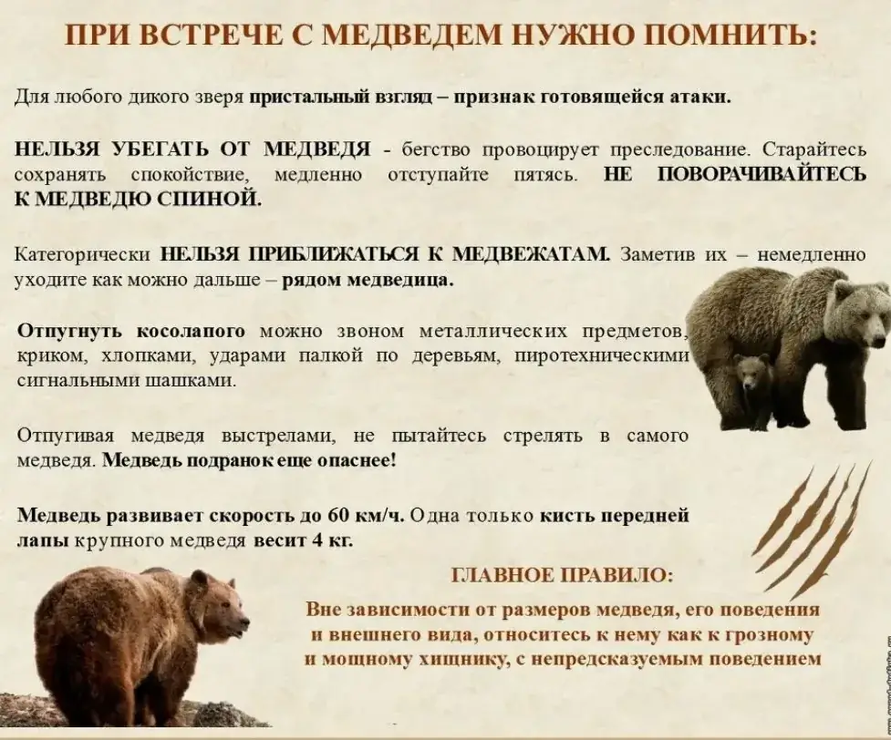 12 ликвидированных медведей и комендантский час с 20:00: что обязательно нужно знать туристам на Алтае после гибели 29-л