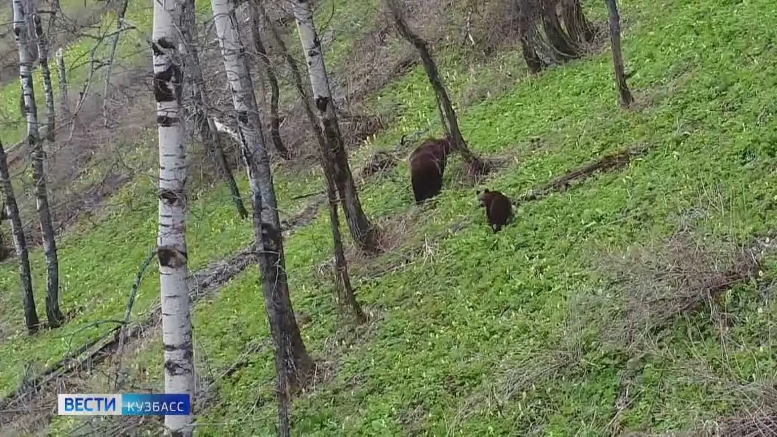медведи Кузбасс Новокузнецк